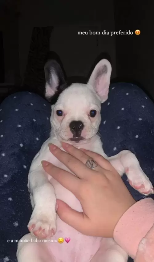 Bulldog Francês