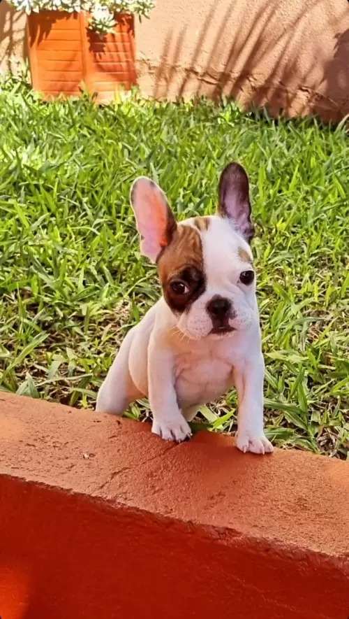 Bulldog Francês