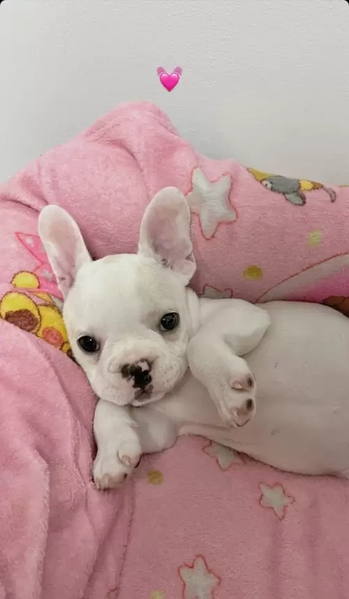 Bulldog Francês