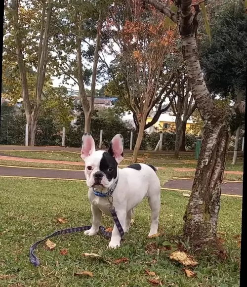 Bulldog Francês