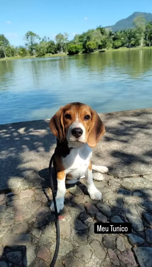 Beagle 