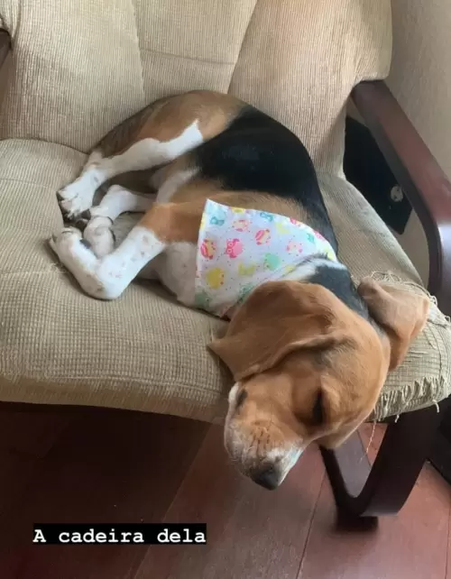 Beagle 