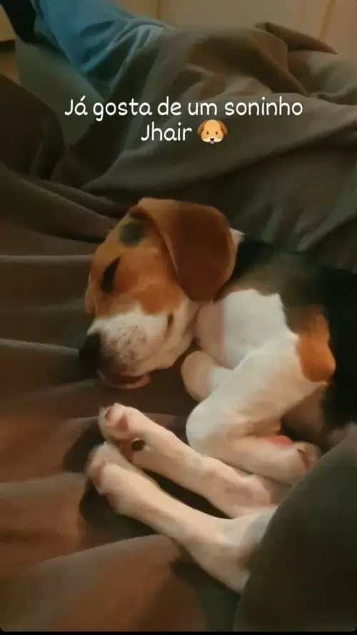 Beagle 