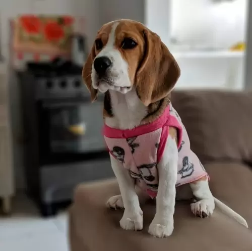 Beagle 