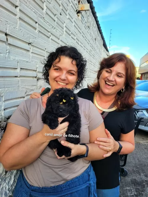 Entregas de Filhotes