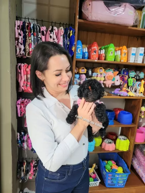 Entregas de Filhotes