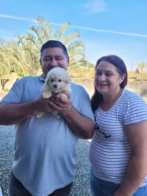 Entregas de Filhotes