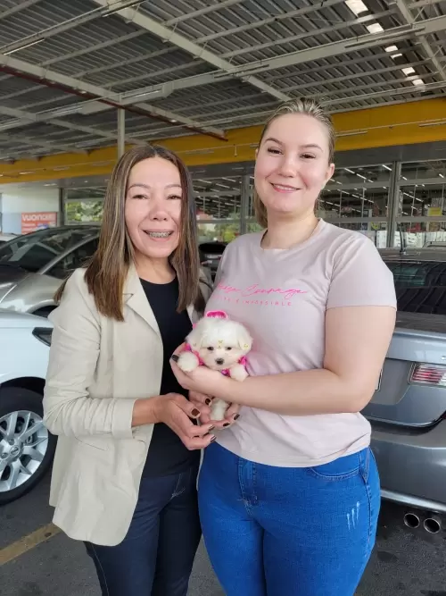 Entregas de Filhotes