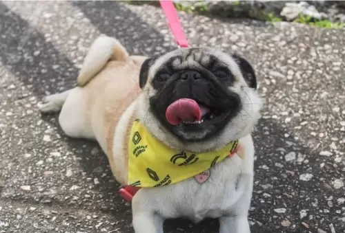 Pug