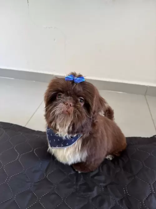 Shih Tzu